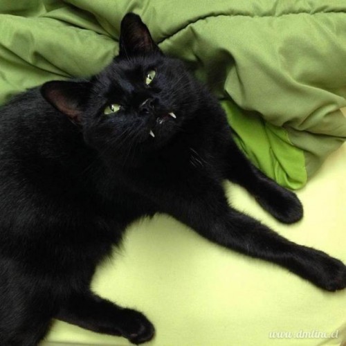 black cat vampire 03