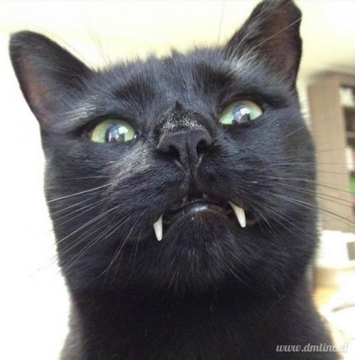 black cat vampire 04