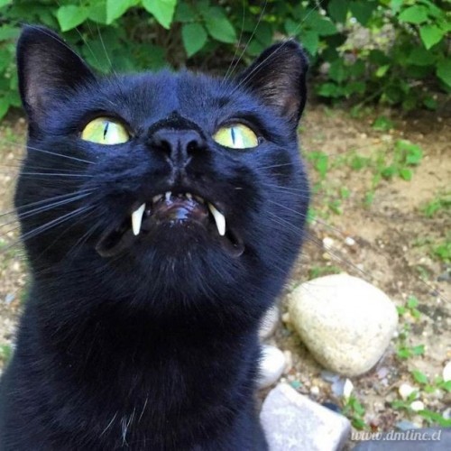 black cat vampire 09