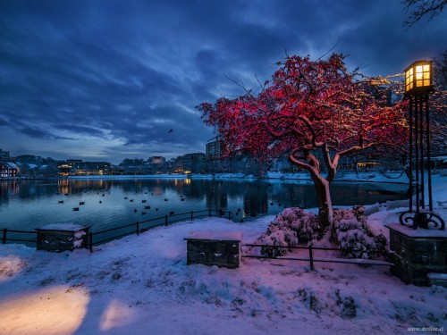 Norway Rogaland Stavanger winter snow evening lights city houses 1600x1200