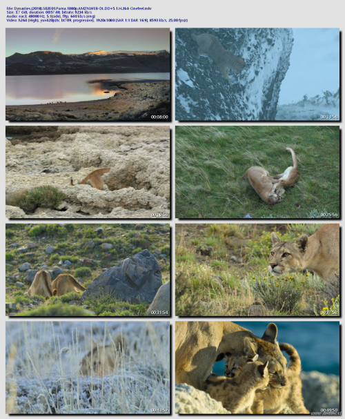 Dynasties.2018.S02E01.Puma.1080p.AMZN.WEB-DL.DD5.1.H.264-Cinefeeld8adf5e770e49b96.png