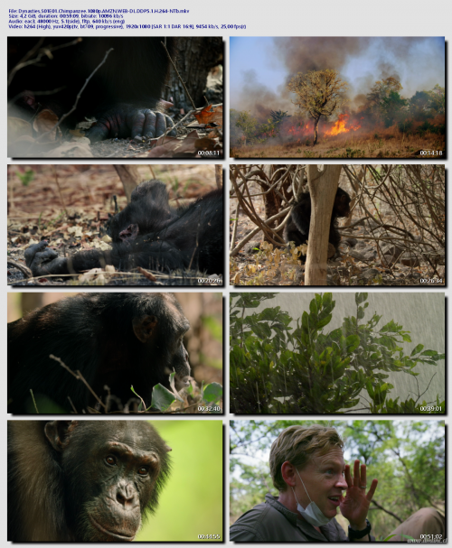 Dynasties.S01E01.Chimpanzee.1080p.AMZN.WEB-DL.DDP5.1.H.264-NTb30ece7c7eae588f6.png